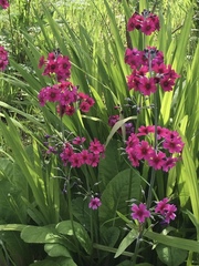 Primulaceae
