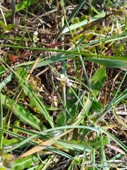 Cochlearia danica