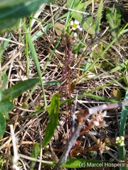 Cochlearia danica