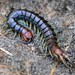 Common Centipedes - Photo (c) Cheryl Macaulay, some rights reserved (CC BY-NC), uploaded by Cheryl Macaulay