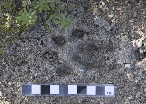 Caracal, photo 10 of 10