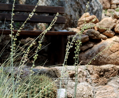 Hemiphylacus latifolius