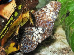 Hamadryas fornax