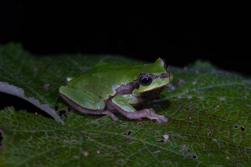 Jerdon's Tree Frog