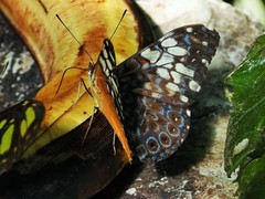 Hamadryas fornax