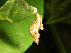 Heliconius hecale zuleika