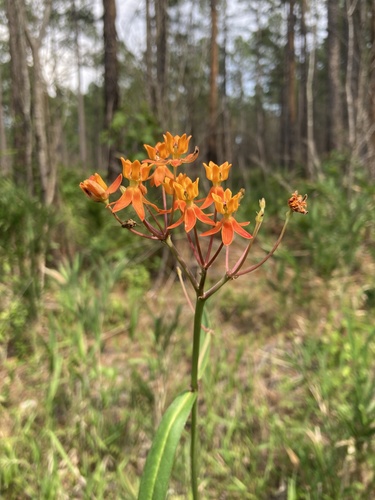 Fewflower milkweed (Asclepias lanceolata)