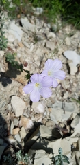 Linum lanuginosum