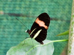 Heliconius melpomene rosina
