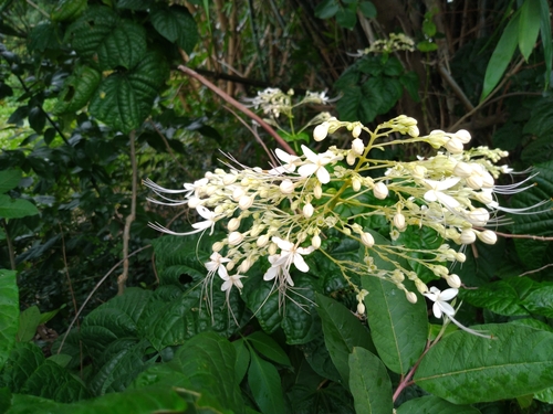 Clerodendrum japonicum