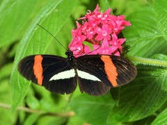 Heliconius melpomene rosina