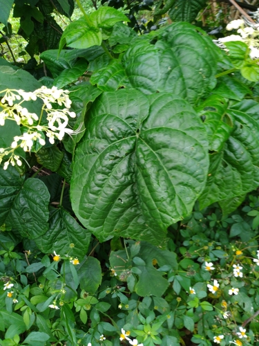 Clerodendrum japonicum