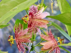 Passiflora oerstedii image