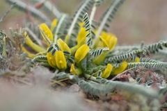 Astragalus caraganae