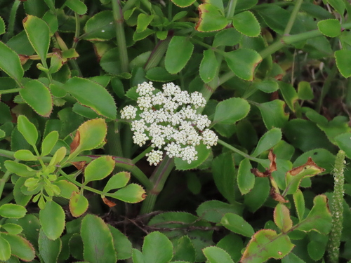 Ammi seubertianum