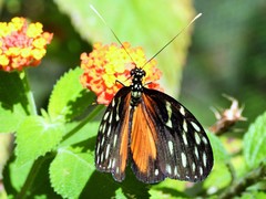 Heliconius hecale zuleika