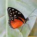 Mariposa Alas de Tigre Manchada - Photo (c) amantedarmanin, algunos derechos reservados (CC BY-NC)
