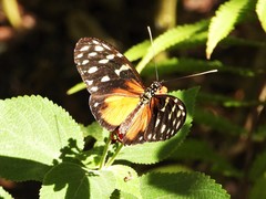 Heliconius hecale zuleika
