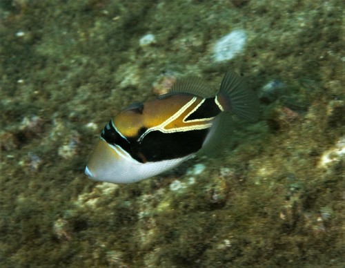 Wedgetail Triggerfish