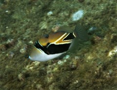 Wedge-Tail Triggerfish photo 4