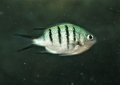 Abudefduf whitleyi