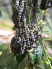 Yponomeuta cagnagella