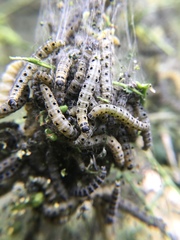 Yponomeuta cagnagella