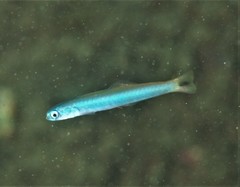 Ptereleotris heteroptera