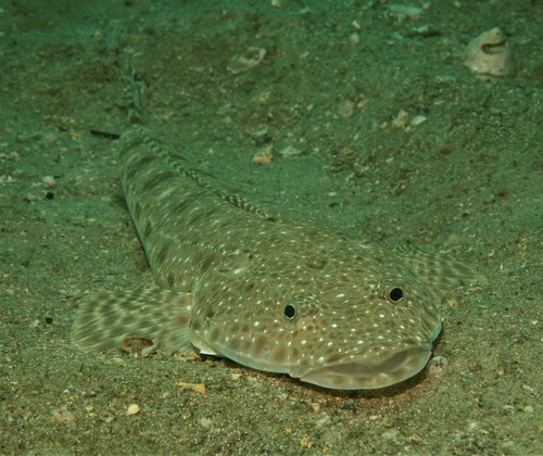Bluespotted flathead (Platycephalus caeruleopunctatus) — Platycephalidae — 5