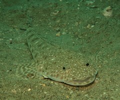 Platycephalus caeruleopunctatus