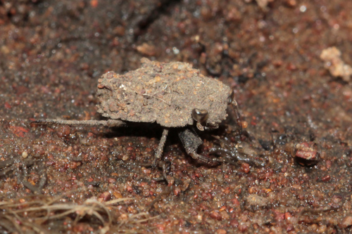 Nerthra grandicollis