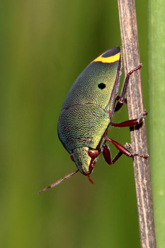 Yellowheart Shield Bug