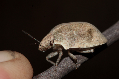 Hotea subfasciata