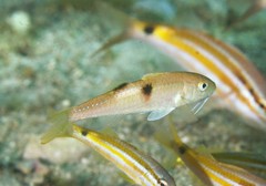 Parupeneus pleurostigma