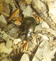 Calosoma inquisitor