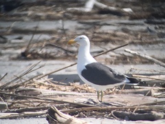 Larus argentatus × dominicanus