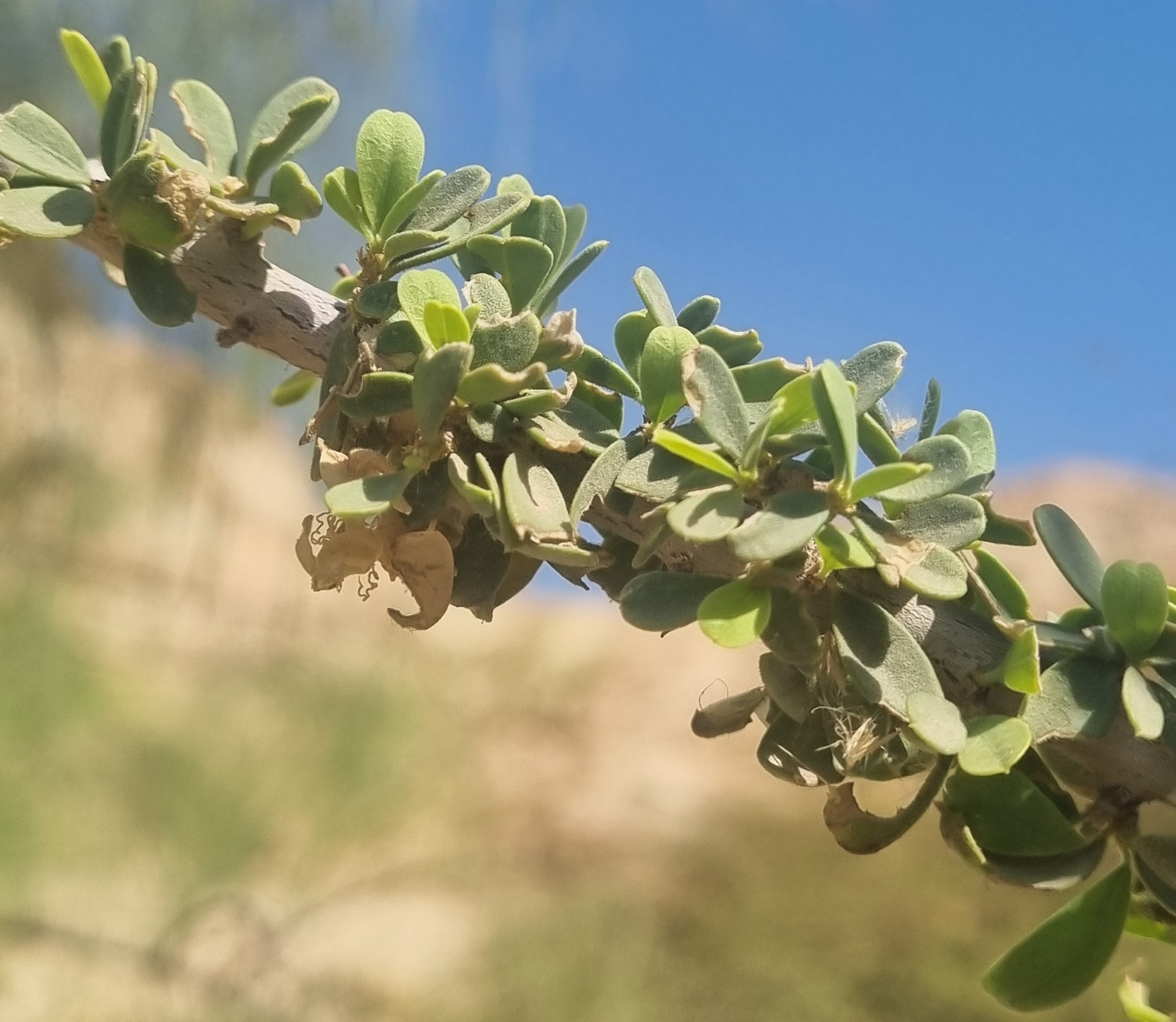 Maerua crassifolia