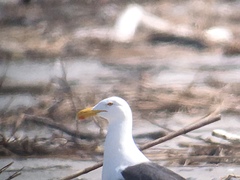 Larus argentatus × dominicanus