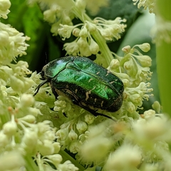 Cetonia aurata