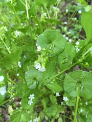 Claytonia perfoliata