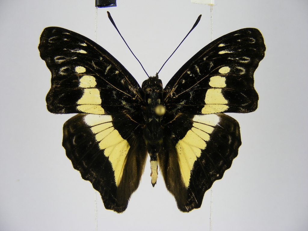 Euptera neptunus