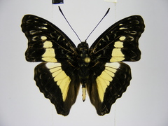 Euptera neptunus