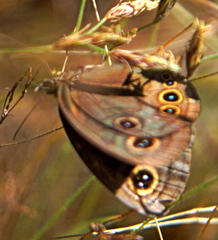 Neocoenyra kivuensis