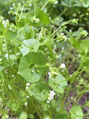 Claytonia perfoliata