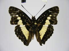 Euptera neptunus