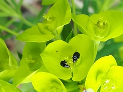 Aphthona