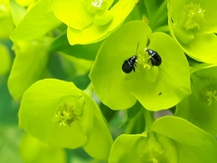Aphthona