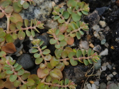 Euphorbia serpens