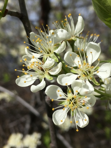 American plum