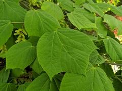 Acer davidii